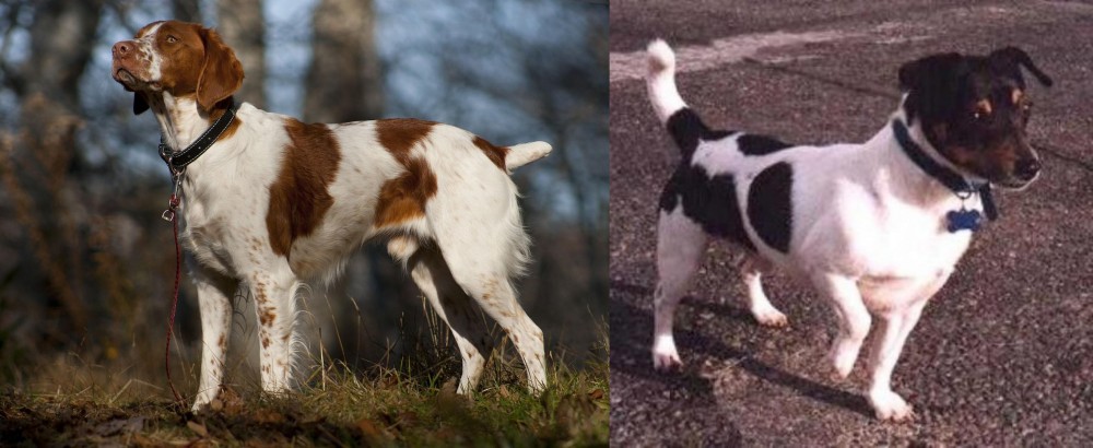 Teddy Roosevelt Terrier vs Brittany - Breed Comparison