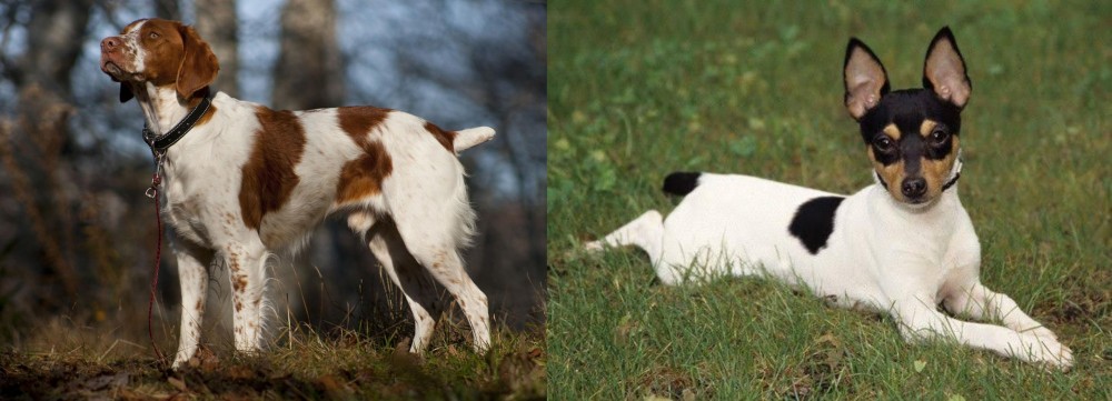 Toy Fox Terrier vs Brittany - Breed Comparison