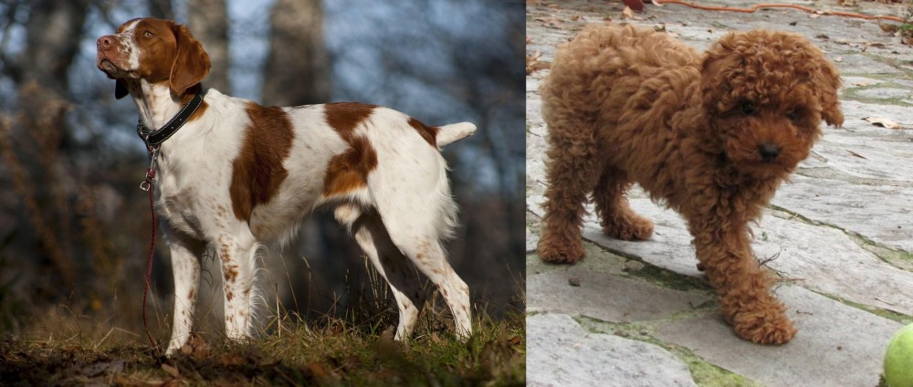 Toy Poodle vs Brittany - Breed Comparison