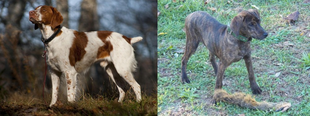 Treeing Cur vs Brittany - Breed Comparison
