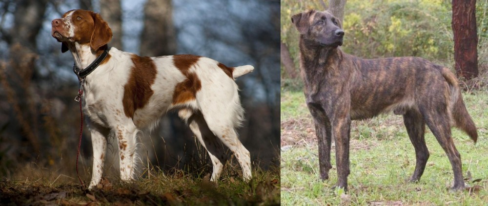 Treeing Tennessee Brindle vs Brittany - Breed Comparison
