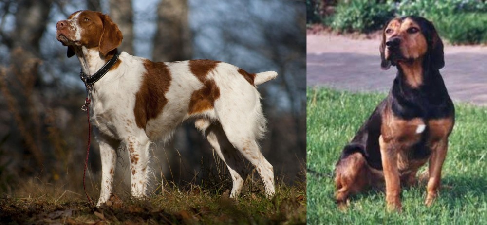 Tyrolean Hound vs Brittany - Breed Comparison