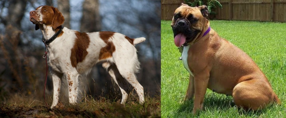 Valley Bulldog vs Brittany - Breed Comparison