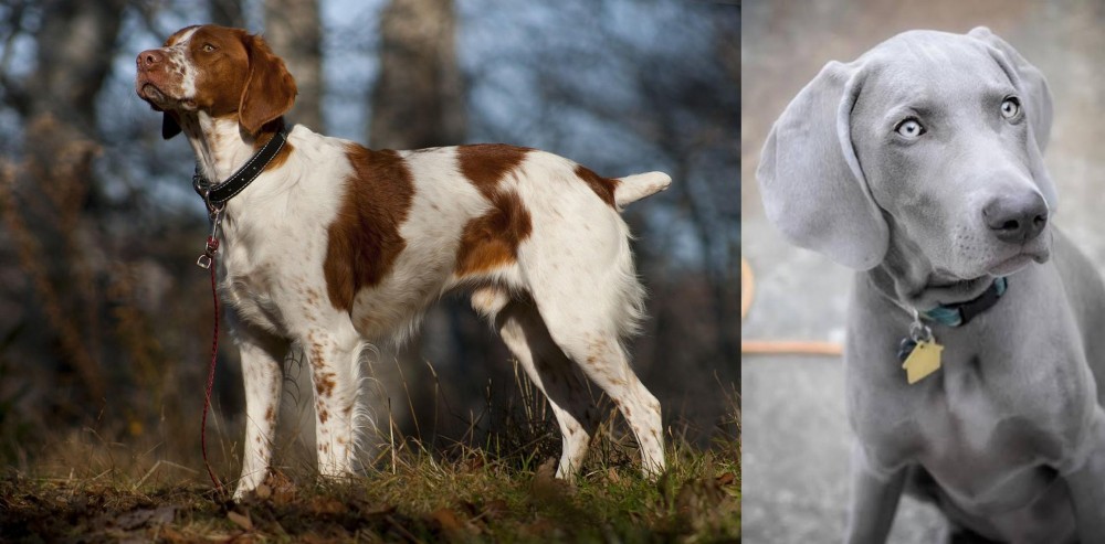 Weimaraner vs Brittany - Breed Comparison