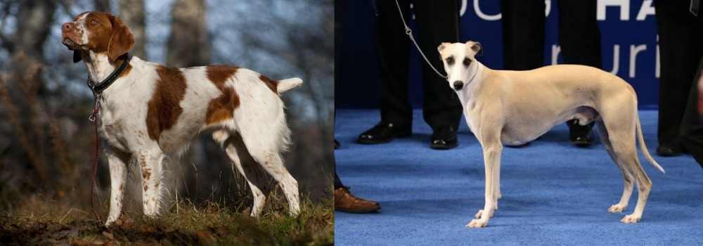 Whippet vs Brittany - Breed Comparison