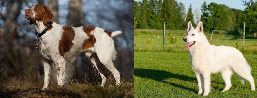 White Shepherd vs Brittany - Breed Comparison