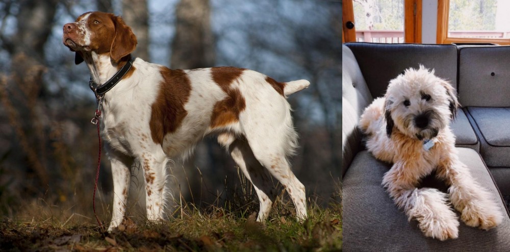 Whoodles vs Brittany - Breed Comparison
