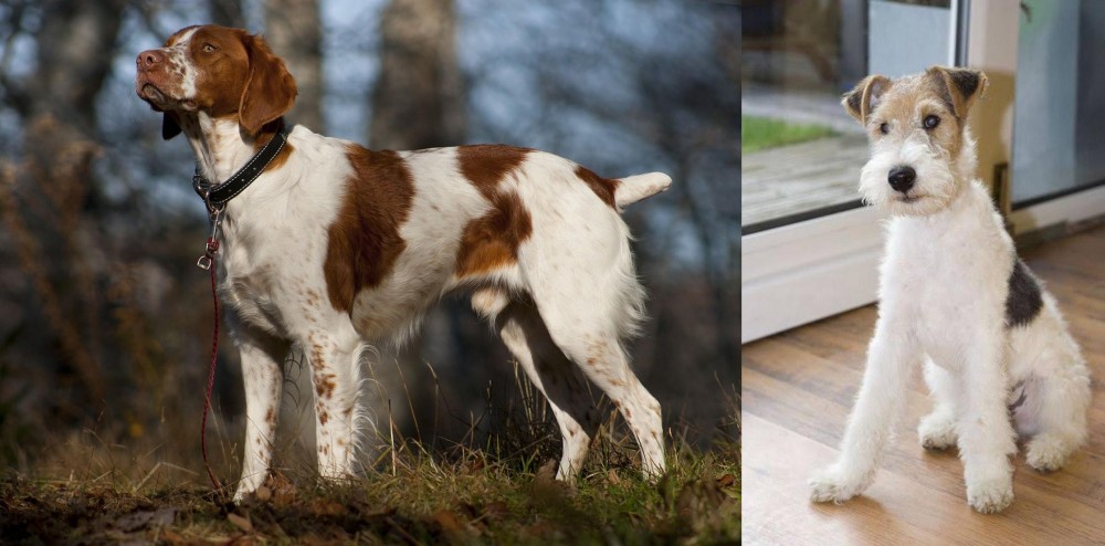 Wire Fox Terrier vs Brittany - Breed Comparison