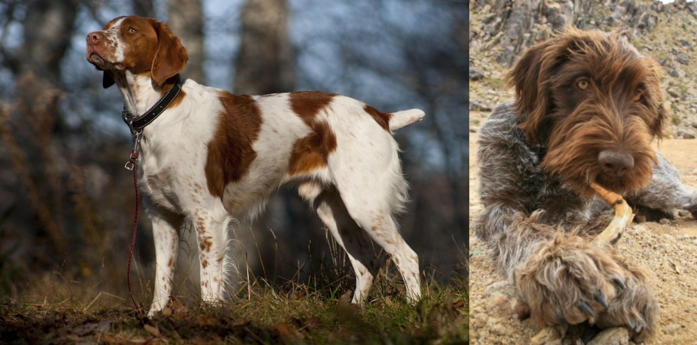 Wirehaired Pointing Griffon vs Brittany - Breed Comparison