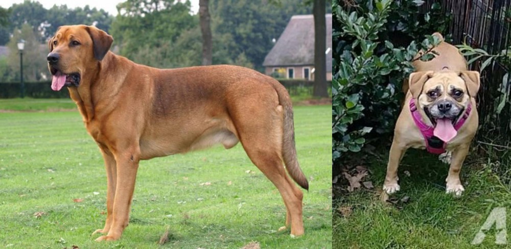 Beabull vs Broholmer - Breed Comparison