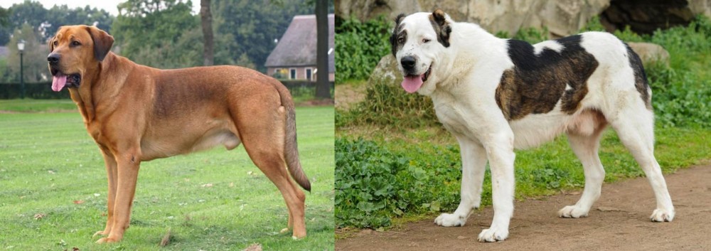 Central Asian Shepherd vs Broholmer - Breed Comparison