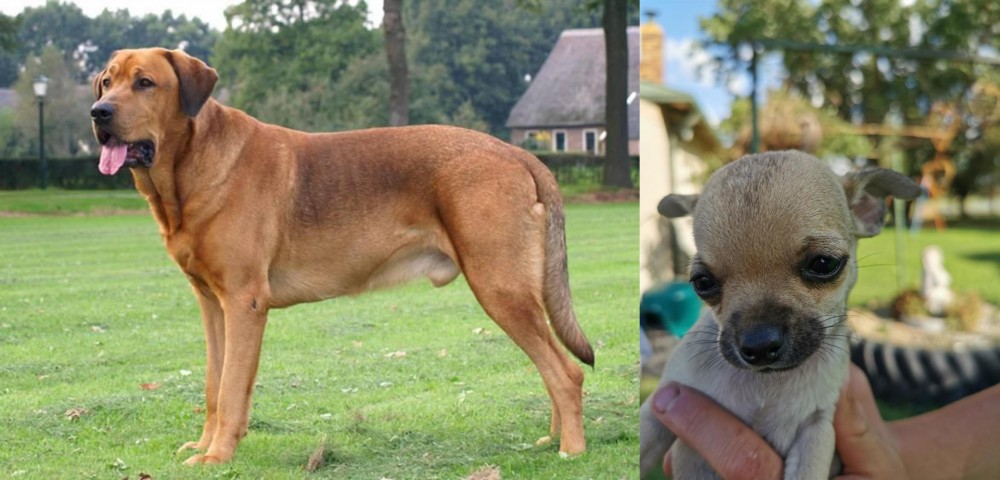 Chihuahua vs Broholmer - Breed Comparison