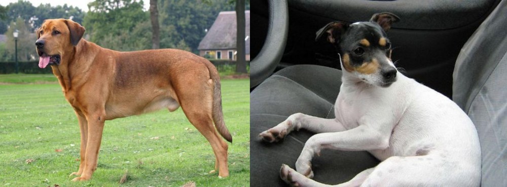 Chilean Fox Terrier vs Broholmer - Breed Comparison