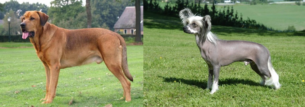 Chinese Crested Dog vs Broholmer - Breed Comparison