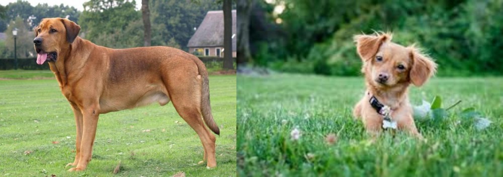 Chiweenie vs Broholmer - Breed Comparison