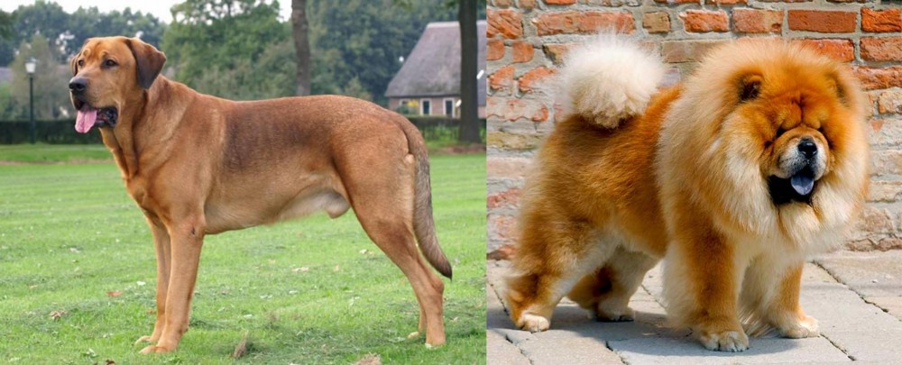 Chow Chow vs Broholmer - Breed Comparison