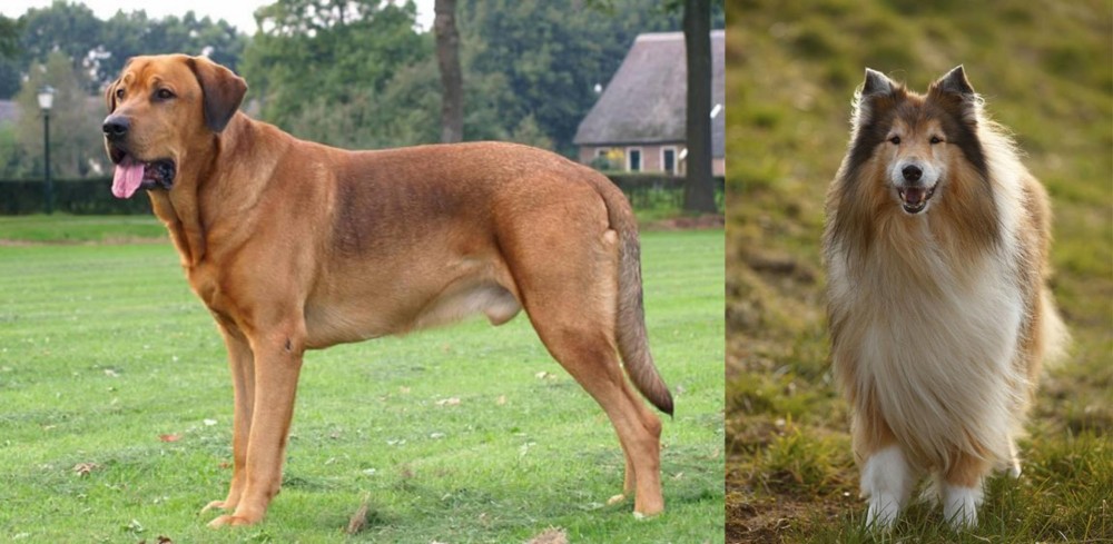 Collie vs Broholmer - Breed Comparison