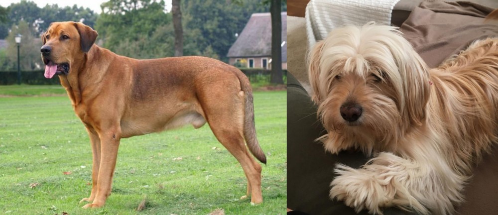 Cyprus Poodle vs Broholmer - Breed Comparison
