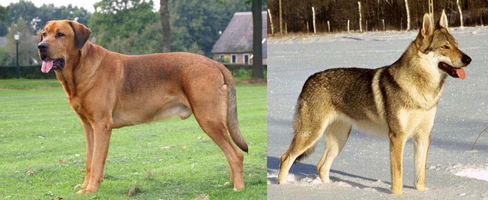 Czechoslovakian Wolfdog vs Broholmer - Breed Comparison