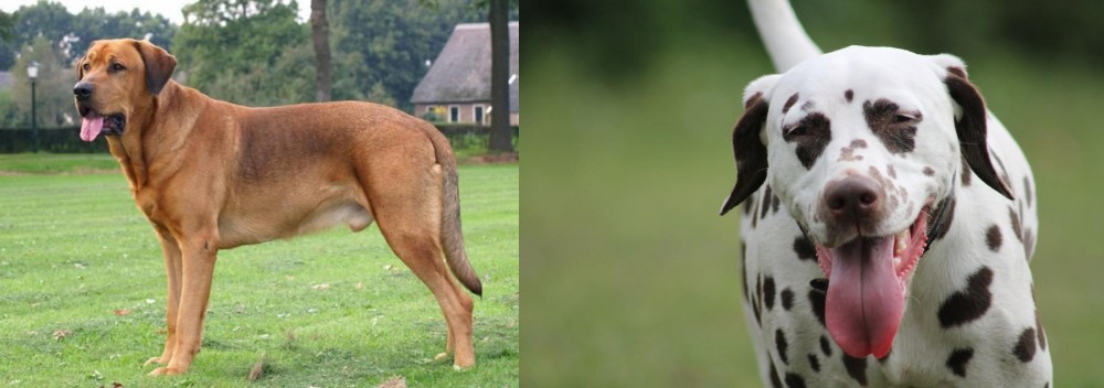 Dalmatian vs Broholmer - Breed Comparison