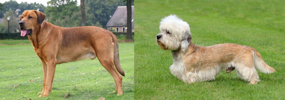 Dandie Dinmont Terrier vs Broholmer - Breed Comparison