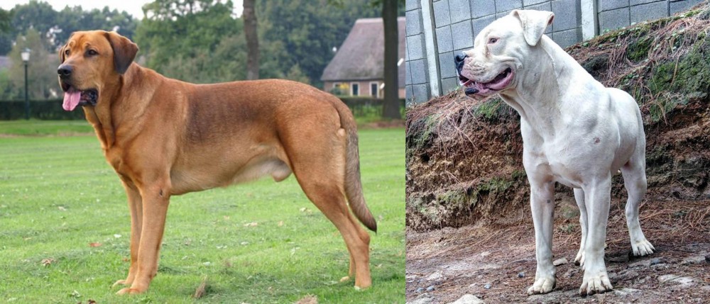 Dogo Guatemalteco vs Broholmer - Breed Comparison