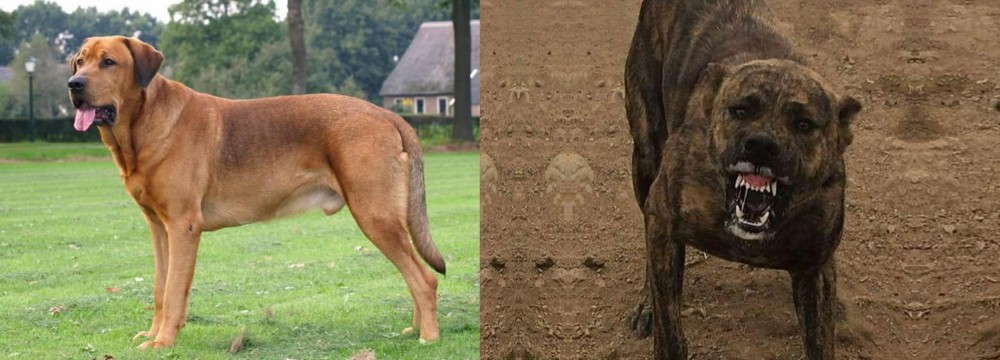 Dogo Sardesco vs Broholmer - Breed Comparison