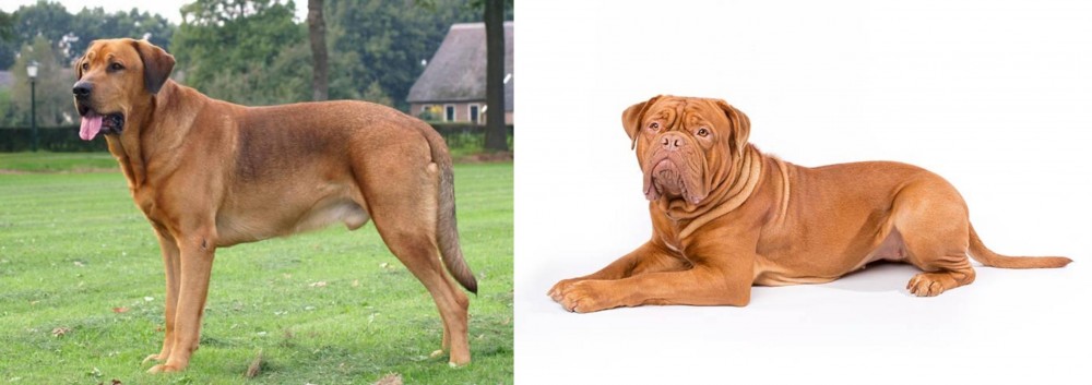 Dogue De Bordeaux vs Broholmer - Breed Comparison
