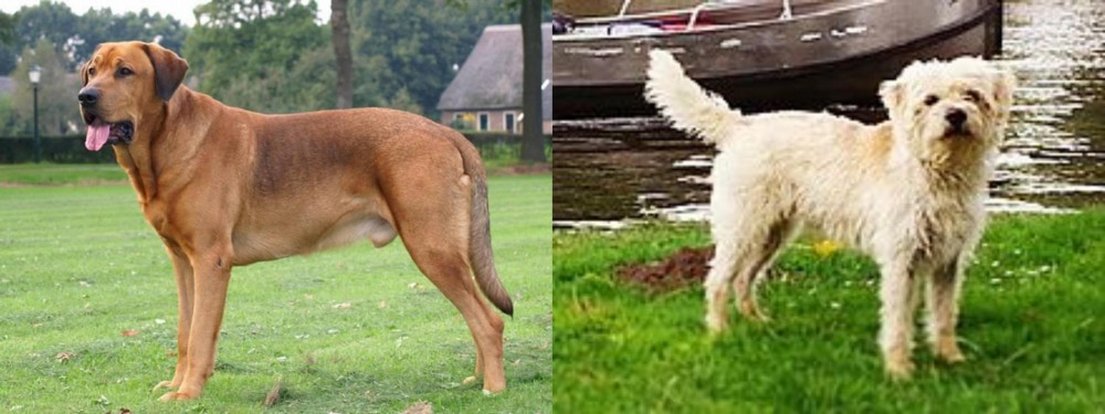 Dutch Smoushond vs Broholmer - Breed Comparison