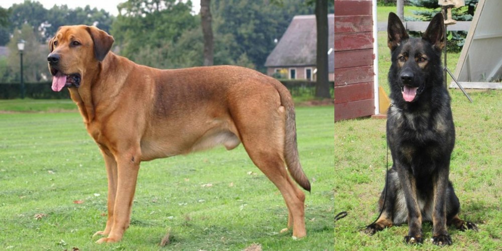 East German Shepherd vs Broholmer - Breed Comparison
