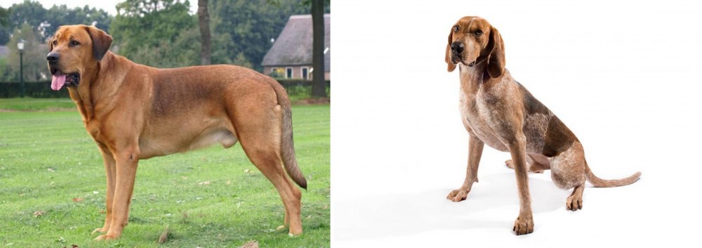 English Coonhound vs Broholmer - Breed Comparison