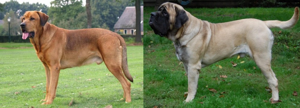 English Mastiff vs Broholmer - Breed Comparison