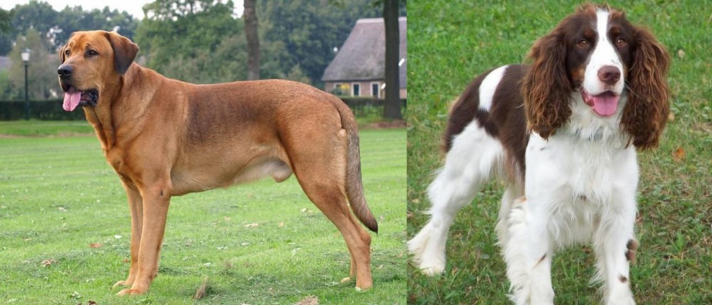 English Springer Spaniel vs Broholmer - Breed Comparison