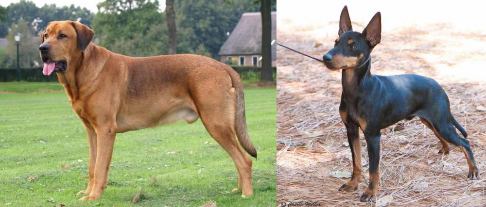 English Toy Terrier (Black & Tan) vs Broholmer - Breed Comparison