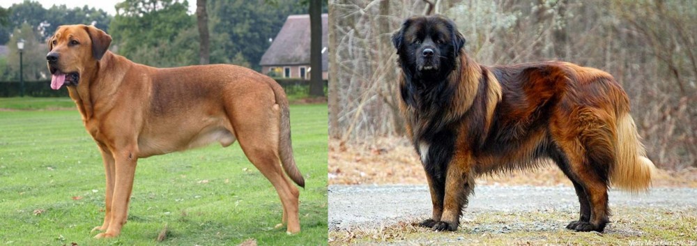 Estrela Mountain Dog vs Broholmer - Breed Comparison