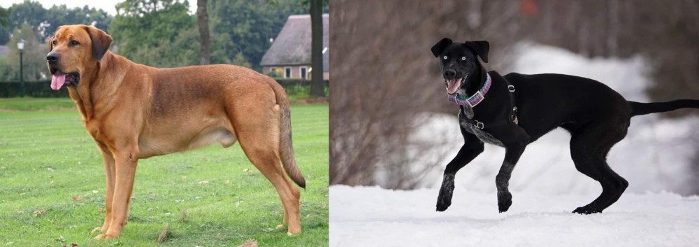 Eurohound vs Broholmer - Breed Comparison