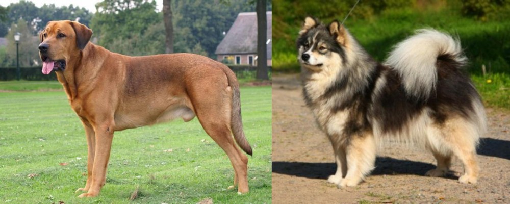 Finnish Lapphund vs Broholmer - Breed Comparison