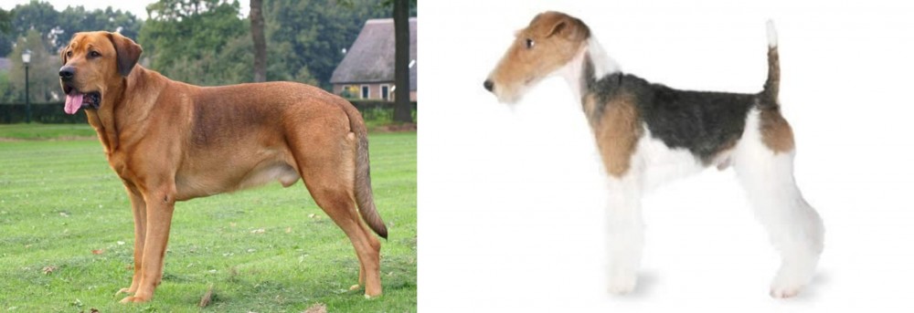 Fox Terrier vs Broholmer - Breed Comparison