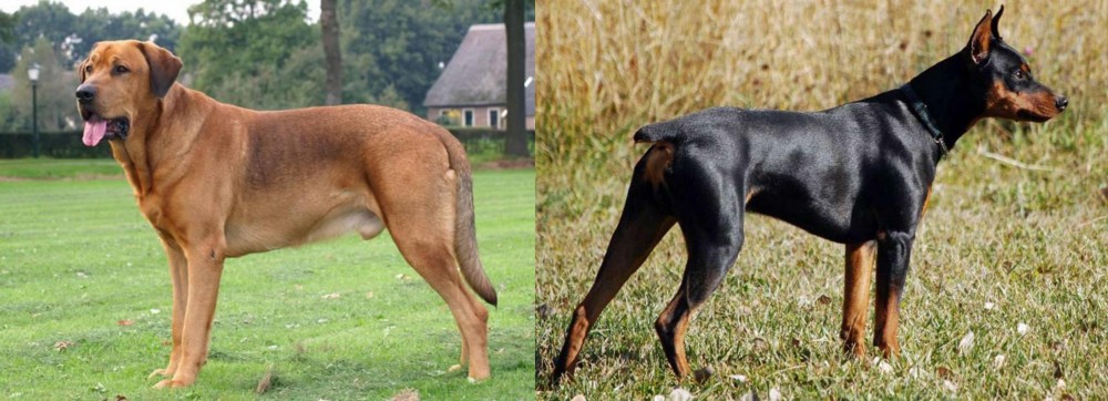 German Pinscher vs Broholmer - Breed Comparison