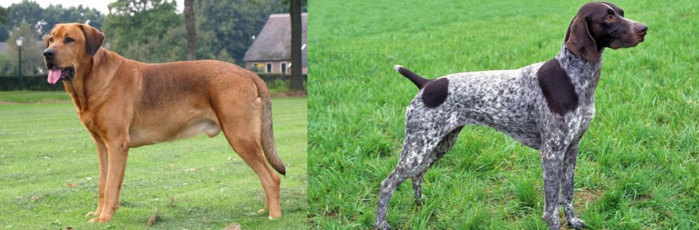 German Shorthaired Pointer vs Broholmer - Breed Comparison