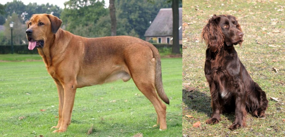 German Spaniel vs Broholmer - Breed Comparison