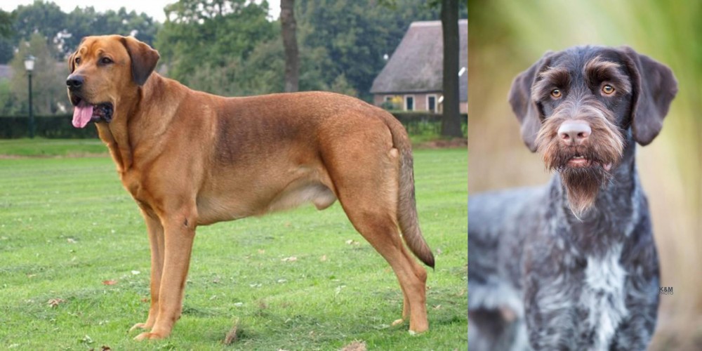 German Wirehaired Pointer vs Broholmer - Breed Comparison