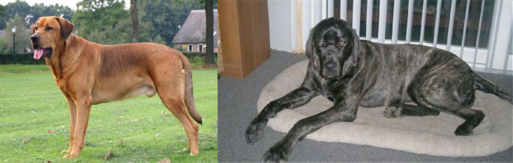 Giant Maso Mastiff vs Broholmer - Breed Comparison