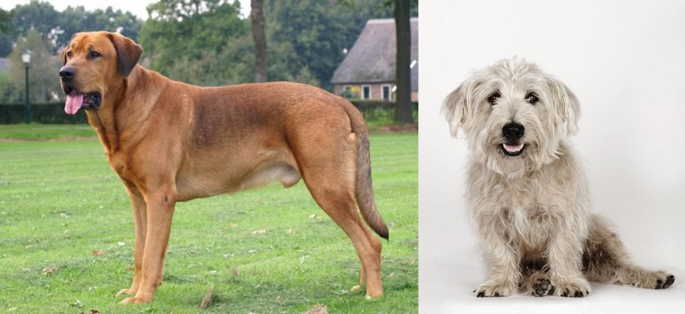 Glen of Imaal Terrier vs Broholmer - Breed Comparison