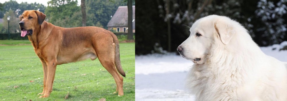 Great Pyrenees vs Broholmer - Breed Comparison