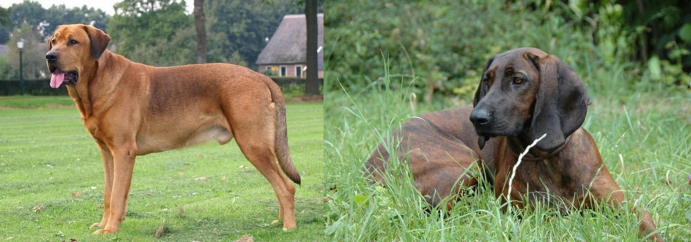 Hanover Hound vs Broholmer - Breed Comparison