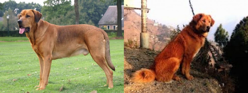 Himalayan Sheepdog vs Broholmer - Breed Comparison