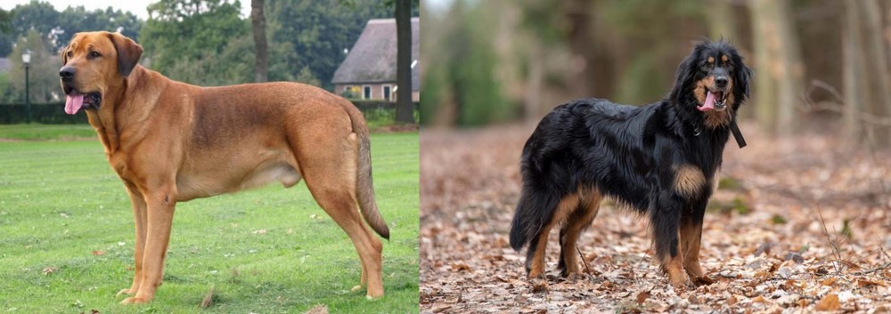 Hovawart vs Broholmer - Breed Comparison