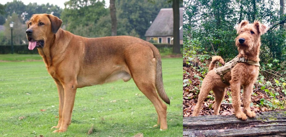 Irish Terrier vs Broholmer - Breed Comparison