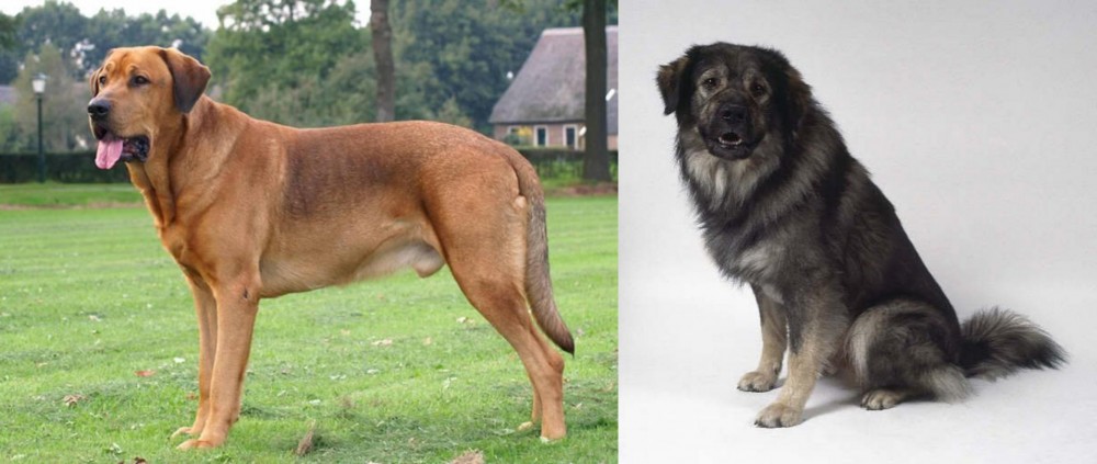 Istrian Sheepdog vs Broholmer - Breed Comparison